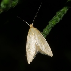 Aeolothapsa malacella (A Concealer moth) at Freshwater Creek, VIC - 16 Nov 2020 by WendyEM