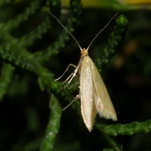 Aeolothapsa malacella at Freshwater Creek, VIC - 16 Nov 2020 11:06 PM