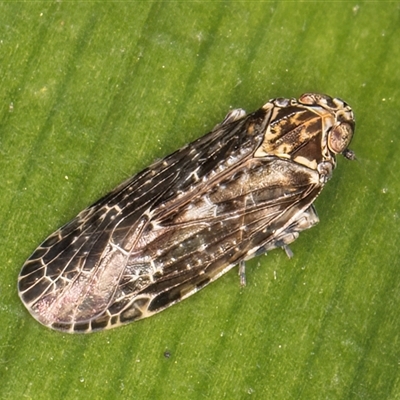Plectoderini (tribe) (Planthopper) at Acton, ACT - 16 Oct 2024 by kasiaaus