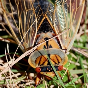 Cyclochila australasiae at Mongarlowe, NSW - suppressed