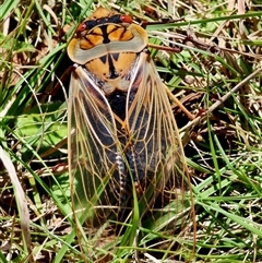 Cyclochila australasiae at Mongarlowe, NSW - suppressed