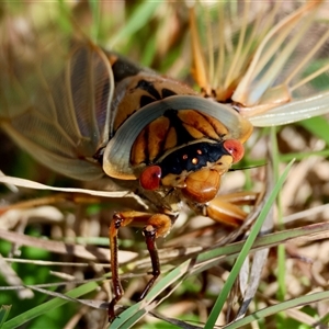 Cyclochila australasiae at Mongarlowe, NSW - suppressed