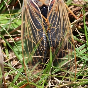 Cyclochila australasiae at Mongarlowe, NSW - suppressed