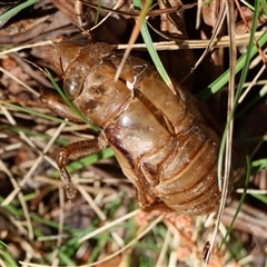 Cyclochila australasiae at Mongarlowe, NSW - suppressed