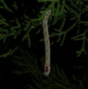 Chlenias banksiaria group (A Geometer moth) at Freshwater Creek, VIC by WendyEM