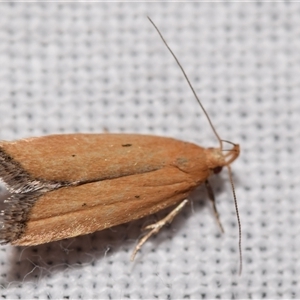 Ardozyga scytina at Jerrabomberra, NSW - suppressed