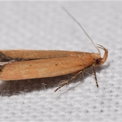 Ardozyga scytina at Jerrabomberra, NSW - suppressed