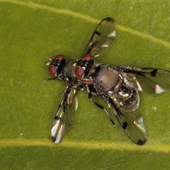 Pogonortalis doclea (Boatman fly) at Acton, ACT - 16 Oct 2024 by kasiaaus