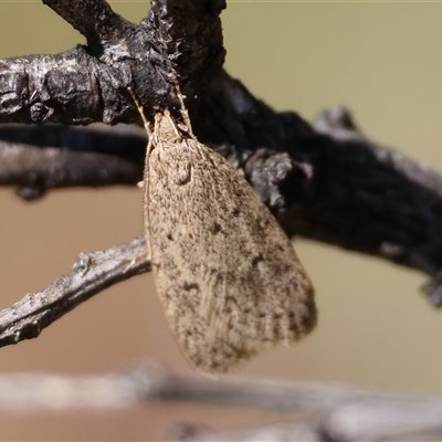 Eulechria convictella (Eulechria convictella) by LisaH