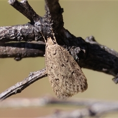 Chezala privatella at Mongarlowe, NSW - suppressed