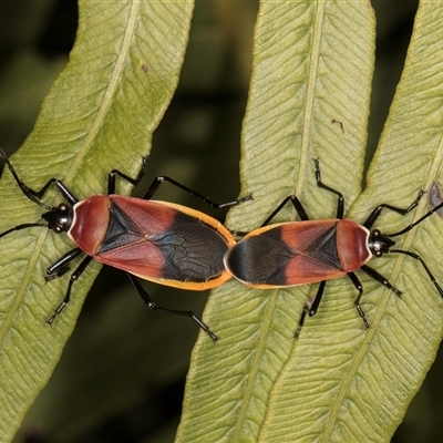 Dindymus versicolor (Harlequin Bug) at Acton, ACT - 16 Oct 2024 by kasiaaus