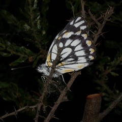 Belenois java (Caper White) at Freshwater Creek, VIC - 16 Nov 2020 by WendyEM