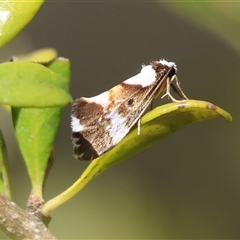 Philenora elegans (Philenora elegans) at Mongarlowe, NSW - 20 Oct 2024 by LisaH