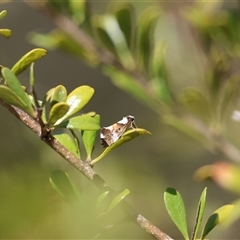 Philenora elegans at suppressed - suppressed