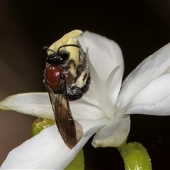 Lasioglossum (Callalictus) callomelittinum at Acton, ACT - 16 Oct 2024 11:56 AM