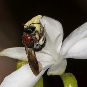 Lasioglossum (Callalictus) callomelittinum at Acton, ACT - 16 Oct 2024