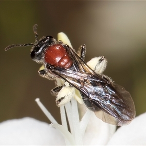 Lasioglossum (Callalictus) callomelittinum at Acton, ACT - 16 Oct 2024 11:56 AM