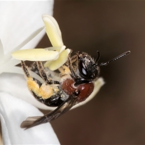 Lasioglossum (Callalictus) callomelittinum at Acton, ACT - 16 Oct 2024 11:56 AM