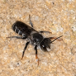 Megachile ordinaria at Acton, ACT - 16 Oct 2024