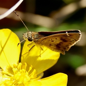 Toxidia parvula at Mongarlowe, NSW - 20 Oct 2024