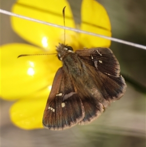 Toxidia parvula at Mongarlowe, NSW - 20 Oct 2024