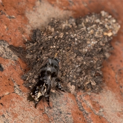 Psychidae (family) IMMATURE (Unidentified case moth or bagworm) at Melba, ACT - 16 Oct 2024 by kasiaaus