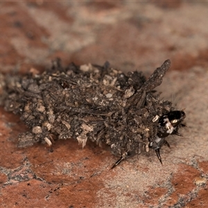 Psychidae (family) IMMATURE at Melba, ACT - 16 Oct 2024