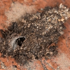 Psychidae (family) IMMATURE at Melba, ACT - 16 Oct 2024