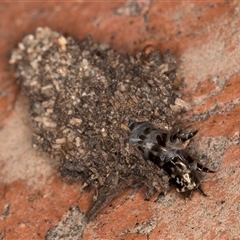 Psychidae (family) IMMATURE at Melba, ACT - 16 Oct 2024