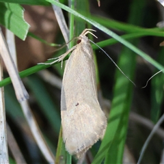 Philobota xiphostola at Mongarlowe, NSW - 20 Oct 2024 by LisaH