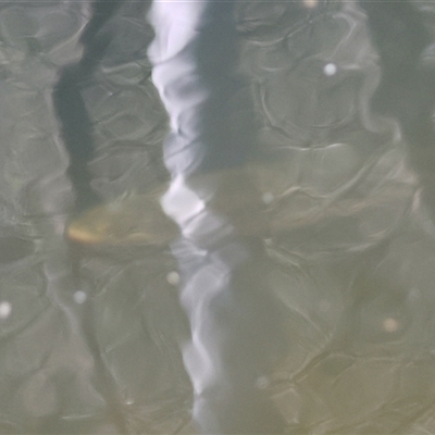 Salmo trutta (Brown Trout) at Charleys Forest, NSW - 20 Oct 2024 by LisaH