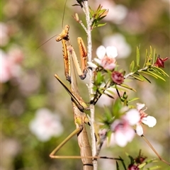 Archimantis sp. (genus) (Large Brown Mantis) at Penrose, NSW - 20 Oct 2024 by Aussiegall