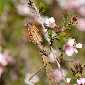 Archimantis sp. (genus) at Penrose, NSW - 20 Oct 2024