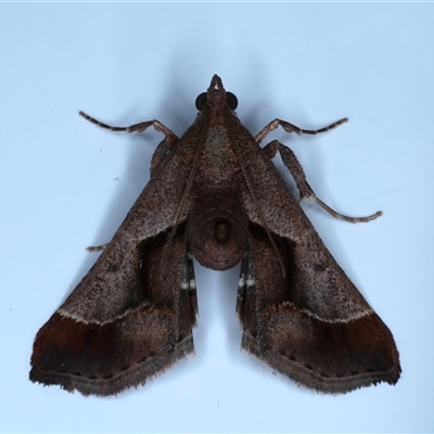 Gauna aegusalis (Pyraline moth) at Rosedale, NSW - 19 Oct 2024 by jb2602