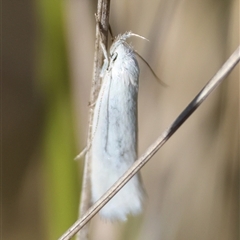 Thema holoxesta (Snowy Thema (Chezala Group)) at Mongarlowe, NSW - 20 Oct 2024 by LisaH