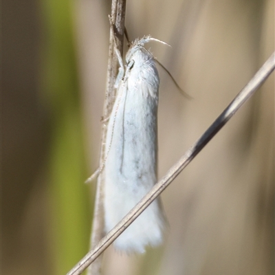 Thema holoxesta (Snowy Thema (Chezala Group)) at Mongarlowe, NSW - 20 Oct 2024 by LisaH