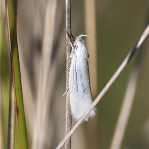 Thema holoxesta at Mongarlowe, NSW - suppressed