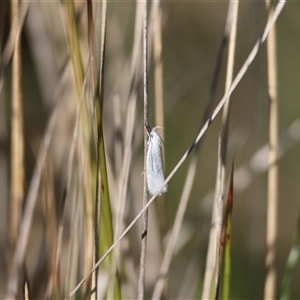 Thema holoxesta at Mongarlowe, NSW - suppressed