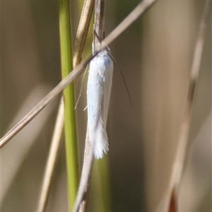 Thema holoxesta at Mongarlowe, NSW - suppressed