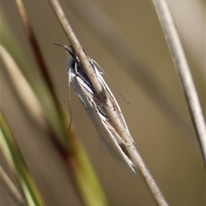 Thema holoxesta at Mongarlowe, NSW - suppressed