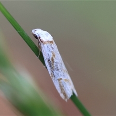 Oxythecta acceptella (Scat Moth) at Mongarlowe, NSW - 20 Oct 2024 by LisaH