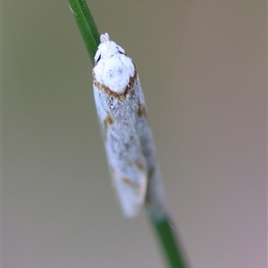 Oxythecta acceptella at Mongarlowe, NSW - 20 Oct 2024