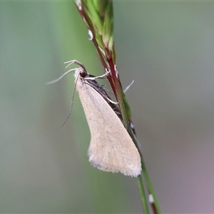 Telocharacta metachroa at Mongarlowe, NSW - suppressed