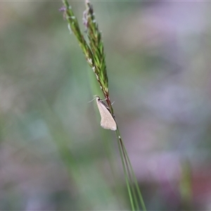 Telocharacta metachroa at Mongarlowe, NSW - suppressed