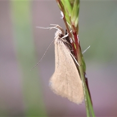 Telocharacta metachroa at Mongarlowe, NSW - suppressed