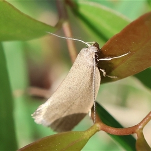 Telocharacta metachroa at Mongarlowe, NSW - suppressed