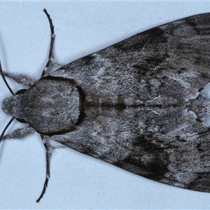 Psilogramma casuarinae at Rosedale, NSW - 19 Oct 2024