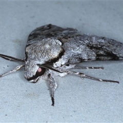 Psilogramma casuarinae at Rosedale, NSW - 19 Oct 2024