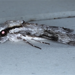 Psilogramma casuarinae at Rosedale, NSW - 19 Oct 2024