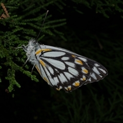 Belenois java (Caper White) at Freshwater Creek, VIC - 16 Nov 2020 by WendyEM